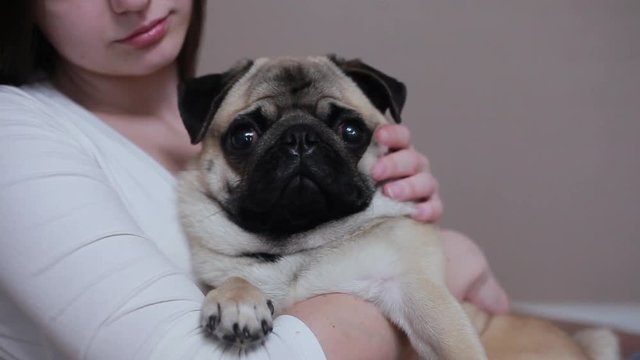 Girl hugging a cute pug on a soft armchair. Portrait indoors