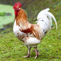 coq