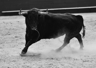 toro en corrida en españa