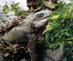 iguana with locust leaft in mouth, St. Croix, U.S. Virgin Islands,Lesser Antilles, Caribbean