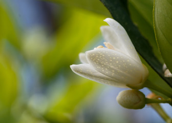 orange tree blossom
