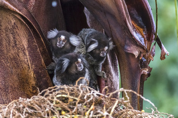 macacos