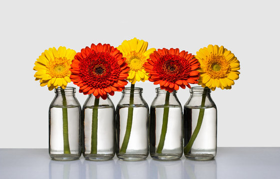 Gerbera zweifarbig in Reihe