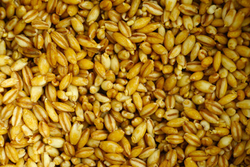 Corn seeds begginning to grow.