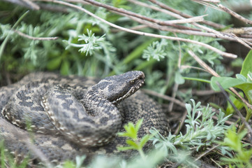 Vipera ursinii or meadow viper