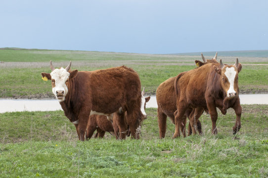 Cattle,colloquially cows,are the most common type of large domesticated ungulates. They are a prominent modern member of the subfamily Bovinae, are the most widespread species of the genus Bos taurus.