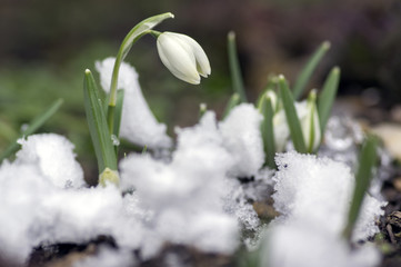 Galanthus nivalis, common snowdrop in bloom, early spring bulbous flowers in the garden