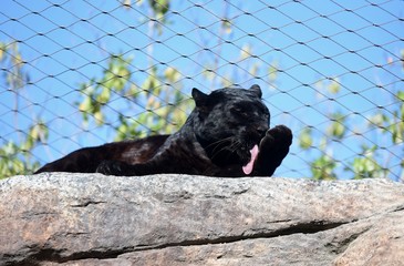 pantera en españa © sergio