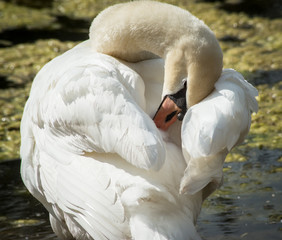 White Swan Preening