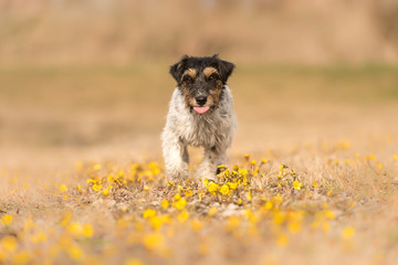 little dog runs over a blooming meadow in spring - cute Jack Russell Terrier Hound, 3 years old, hair style rough