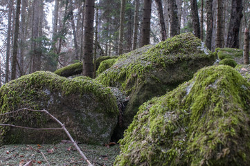 wilderness landscape forest with pine trees and moss on rocks
