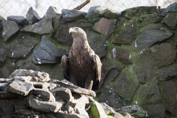 White-tailed eagle, Haliaeetus albicilla