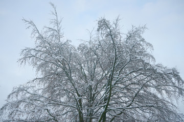 image of tree crone snowed.