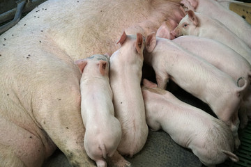 Sow in farrow section feeding piglets.