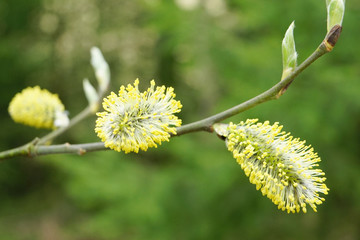 Willow Catkins in Early Spring