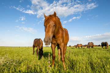 portrait of a wild horse