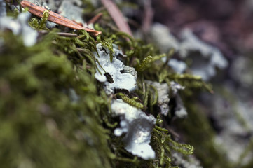 A tree covered with leafy foliose lichens and shrubby fruticose lichens