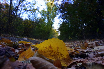 yellow autumn leaves
