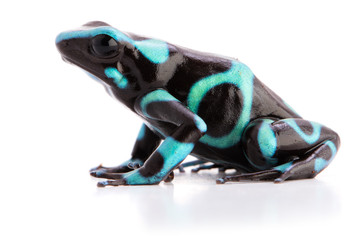 Fototapeta premium poison dart frog dendrobates auratus