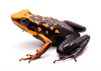 Obraz premium poison dart or arrow frog, Ameerega silverstonei. Orange poisonous animal from the Amazon rain forest of Peru. Isolated on white background...