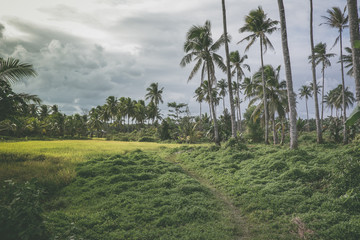 Siargao typical landscape, stunning nature and surf paradise spot in the Philippines