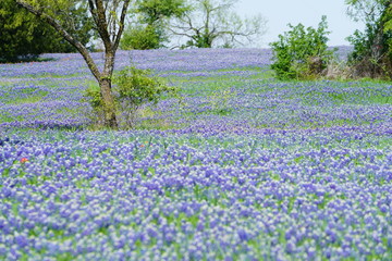 Beautiful bluebonnet flowers during spring time near Texas Hill Country, USA. 