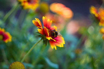 pollination by bees colorful flowers Gaillardia in the garden