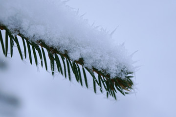 White snow on fir branch in winter forest.