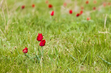 Schrenck's tulips, Tulipa, in the steppe, Rostov state atmospheric reserve, Russia