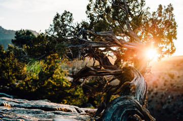 Desert Juniper Tree Sun Flare