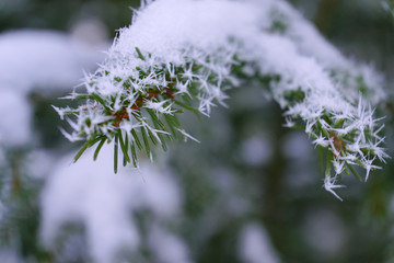 Christmas tree branch is in frost, close up view.