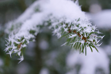 Christmas tree branch is in frost, close up view.