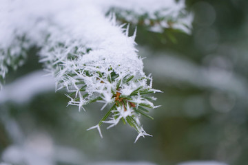 Christmas tree branch is in frost, close up view.