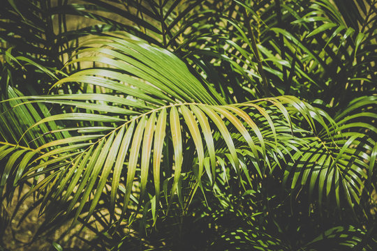 palm leaves closeup,   tropical garden  - plant background -