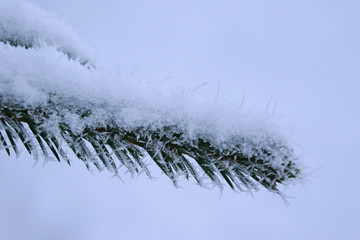 Obraz premium Christmas tree branch is in frost, close up view.