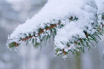 Christmas tree branch is in frost, close up view.