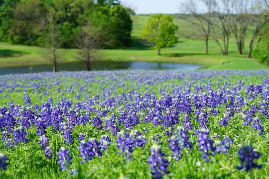 Bluebonnet flowers blooming during spring time near Texas Hill Country, USA