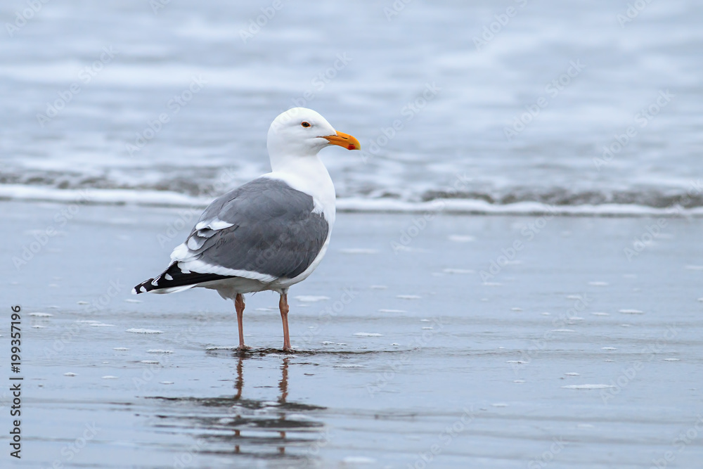 Wall mural Herring gull on the beach by the ocean just north of Seaside, Oregon.