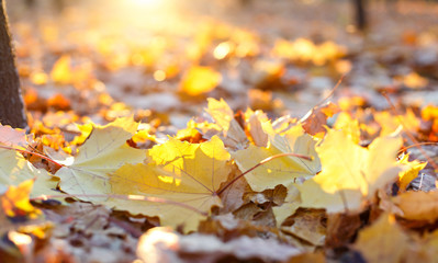 beautiful maple leaves in the autumn park