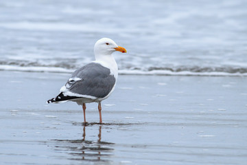 Herring gull on the beach by the ocean just north of Seaside, Oregon.