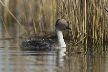 Silvery Grebe , Patagonia, Argentina