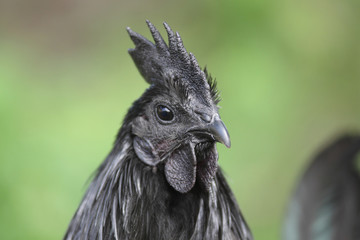 Fototapeta premium Black Ayam Cemani chicken
