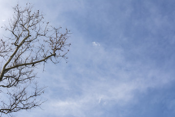 Tree without leaves on the blue sky background