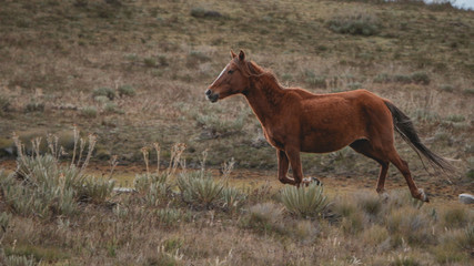 Wild horse in Colombia