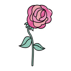 flower rose stem leaves decoration vector illustration drawing