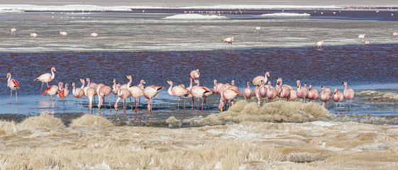 Fototapeta na wymiar Group of pink flamingos in the colorful water of Laguna Colorada, a popular stop on the Roadtrip to Uyuni Salf Flat, Bolivia