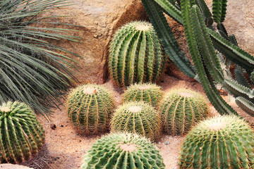 Fototapeta premium Cactus plantation in the botanical garden