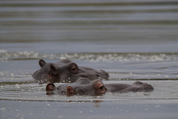 Hippopotamus , Kruger National Park , Africa