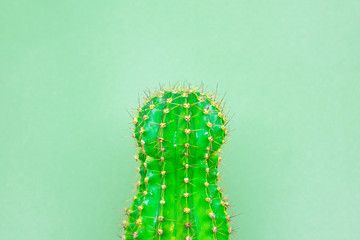 green cactus on a colored background for your logo and cover prickly  cactus on white background