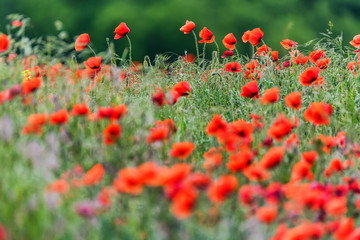 Poppy field with lots of beautiful red flowers